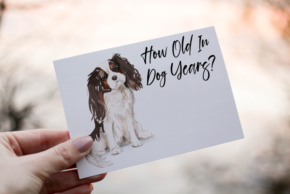 King Charles Spaniel Dog Birthday Card, Dog Birthday Card - Click Image to Close